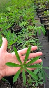 Attēlu rezultāti vaicājumam “Lupinus polyphyllus leaf”