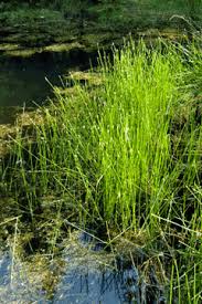 Attēlu rezultāti vaicājumam “Eleocharis palustris”