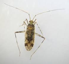 Attēlu rezultāti vaicājumam “Phytocoris longipennis”
