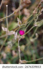 Attēlu rezultāti vaicājumam “Silene viscaria bud”