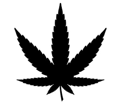 Attēlu rezultāti vaicājumam “Cannabis sativa leaf”