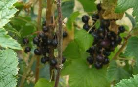 Attēlu rezultāti vaicājumam “Ribes nigrum”