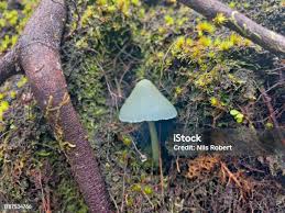 Attēlu rezultāti vaicājumam “Arrhenia spatulata”