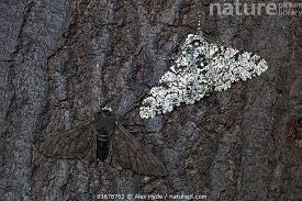 Attēlu rezultāti vaicājumam “Biston betularia”