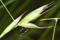 Attēlu rezultāti vaicājumam “Danthonia decumbens bud”
