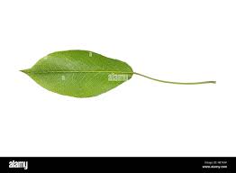 Attēlu rezultāti vaicājumam “Pyrus communis leaf”