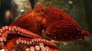 Image result for Enteroctopus dofleini