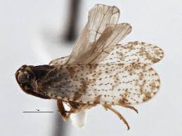 Attēlu rezultāti vaicājumam “Cixius sp.”