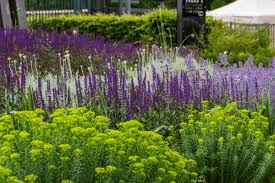 Image result for Wolfsmilch