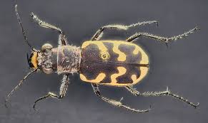 Attēlu rezultāti vaicājumam “Cicindela sylvatica imago”