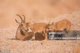 Attēlu rezultāti vaicājumam “Capra juvenile”