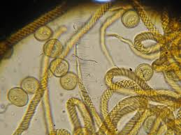 Attēlu rezultāti vaicājumam “Trichia flavicoma”