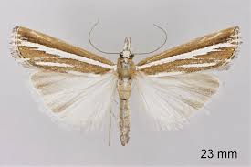 Attēlu rezultāti vaicājumam “Catoptria fulgidella”