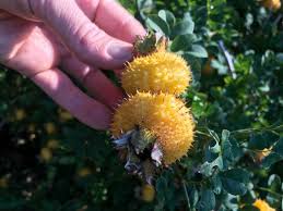 Attēlu rezultāti vaicājumam “Rosa subcanina fruit”