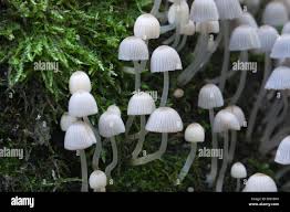 Attēlu rezultāti vaicājumam “Coprinus sp.”