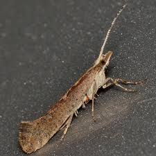 Attēlu rezultāti vaicājumam “Plutellidae”