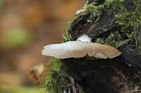 Attēlu rezultāti vaicājumam “Crepidotus applanatus”