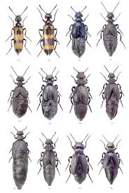 Attēlu rezultāti vaicājumam “Meloidae”