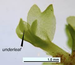 Attēlu rezultāti vaicājumam “Harpanthus flotovianus”