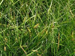 Attēlu rezultāti vaicājumam “Carex rostrata”