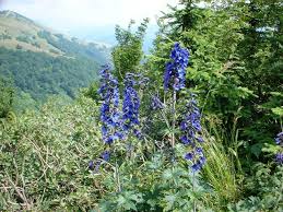 Attēlu rezultāti vaicājumam “Delphinium elatum”