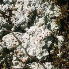 Attēlu rezultāti vaicājumam “Icmadophila ericetorum”