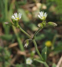 Attēlu rezultāti vaicājumam “Craterium aureonucleatum young”