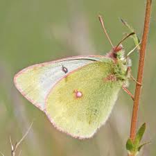 Attēlu rezultāti vaicājumam “Colias palaeno”