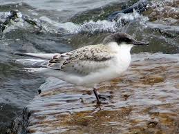 Attēlu rezultāti vaicājumam “Sterna”