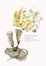 Attēlu rezultāti vaicājumam “Craterium leucocephalum spores”