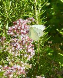 Attēlu rezultāti vaicājumam “Pieris rapae underside”