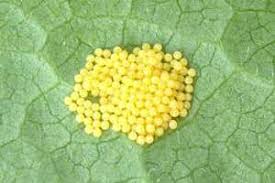 Attēlu rezultāti vaicājumam “Euphydrias aurinia”