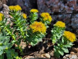 Attēlu rezultāti vaicājumam “Rhodiola rosea flower”