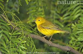 Image result for Dendroica petechia