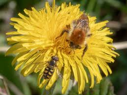 Attēlu rezultāti vaicājumam “Eupeodes nielseni”