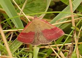 Attēlu rezultāti vaicājumam “Phytometra viridaria”