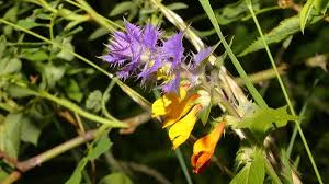 Attēlu rezultāti vaicājumam “Melampyrum nemorosum flower”
