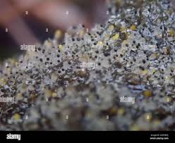 Attēlu rezultāti vaicājumam “Pilobolus crystallinus”