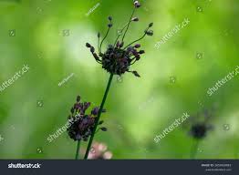 Attēlu rezultāti vaicājumam “Allium scorodoprasum flower”