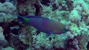 Image result for Scarus ferrugineus