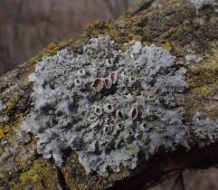 Attēlu rezultāti vaicājumam “Mollisia cinerea”