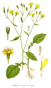 Attēlu rezultāti vaicājumam “Lapsana communis fruit”