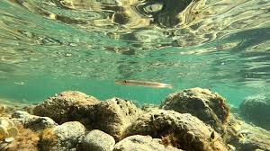 Image result for Sphyraena viridensis