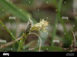 Attēlu rezultāti vaicājumam “Carex caryophyllea flower”