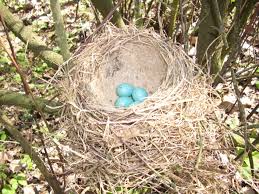 Attēlu rezultāti vaicājumam “Turdus philomelos nest”