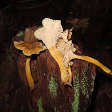 Attēlu rezultāti vaicājumam “Cantharellus lutescens”