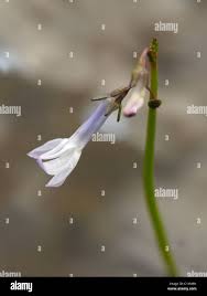 Attēlu rezultāti vaicājumam “Lobelia dortmanna bud”