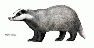 Attēlu rezultāti vaicājumam “Meles meles”