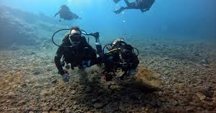 Image result for Canary Divers