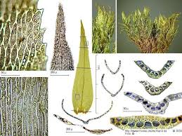 Attēlu rezultāti vaicājumam “Dicranum bonjeanii”